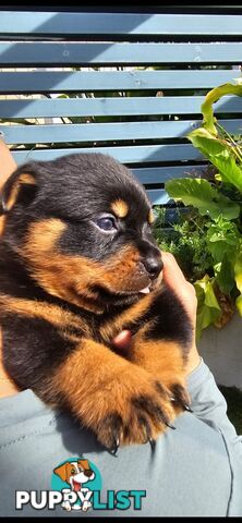 Purebred German Rottweiler Puppies( quality Rottweiler)