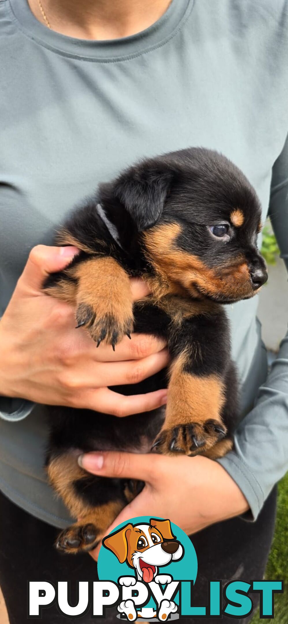 Purebred German Rottweiler Puppies( quality Rottweiler)