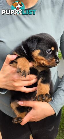 Purebred German Rottweiler Puppies( quality Rottweiler)