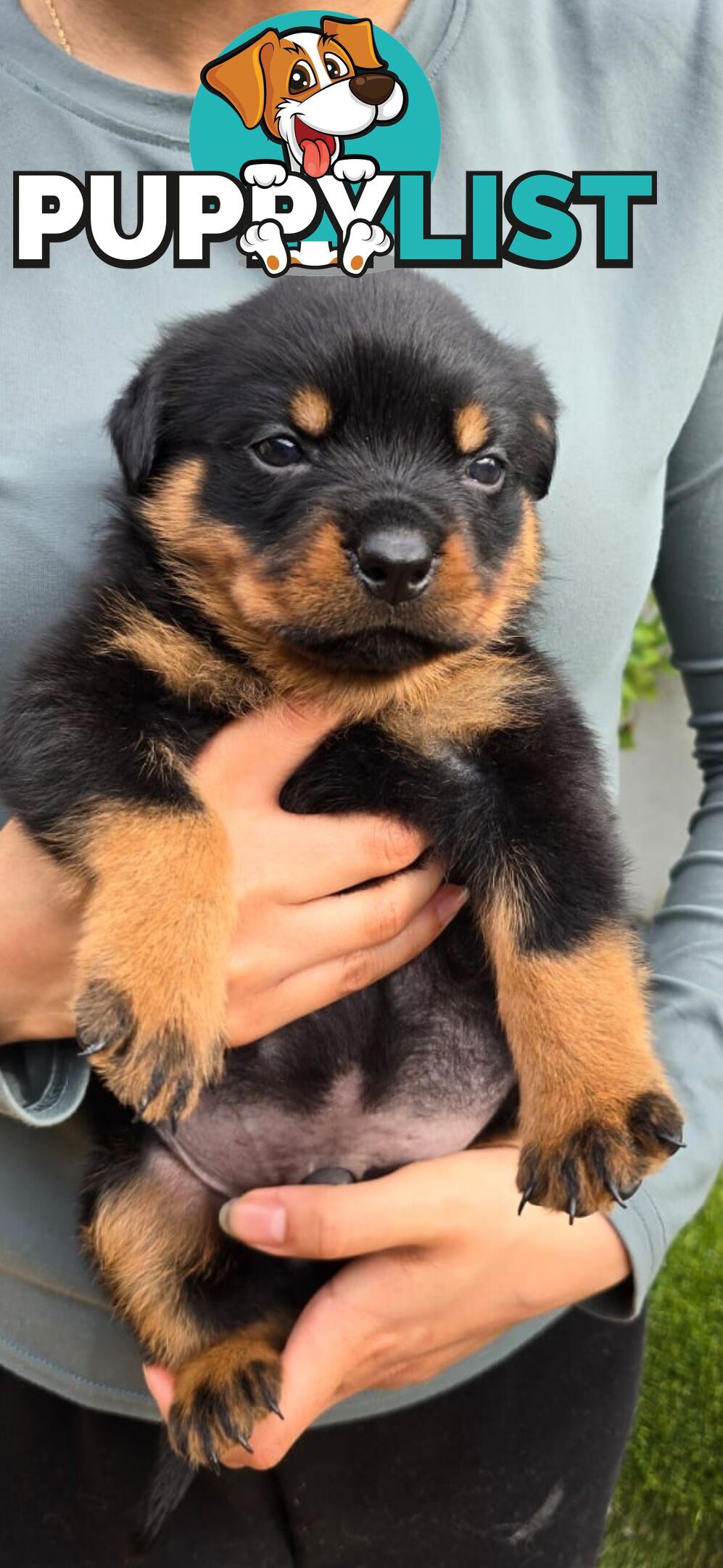 Purebred German Rottweiler Puppies( quality Rottweiler)