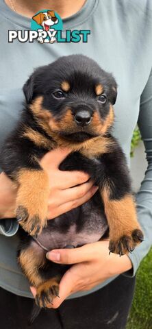 Purebred German Rottweiler Puppies( quality Rottweiler)