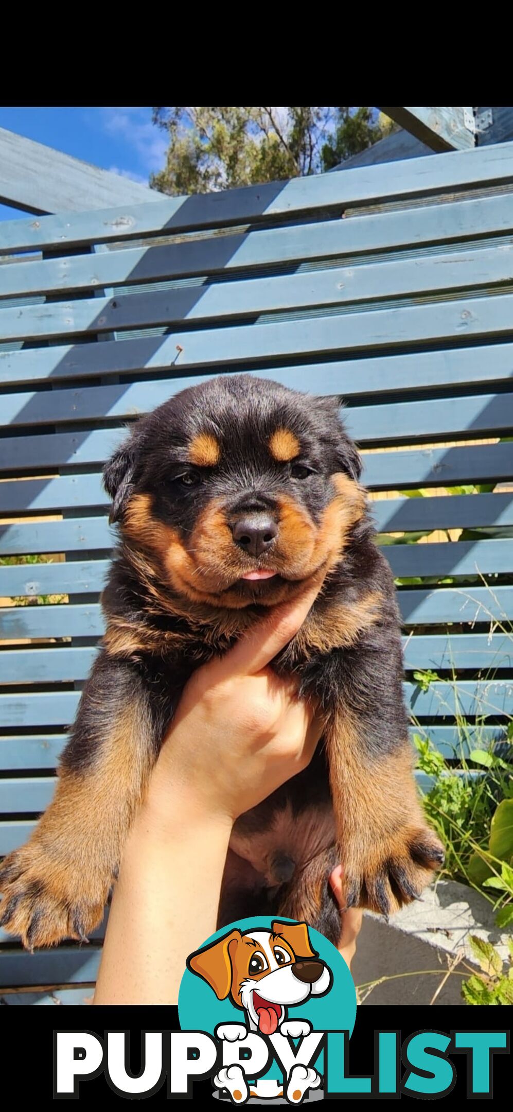 Purebred German Rottweiler Puppies( quality Rottweiler)