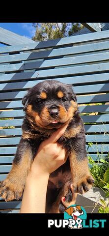 Purebred German Rottweiler Puppies( quality Rottweiler)