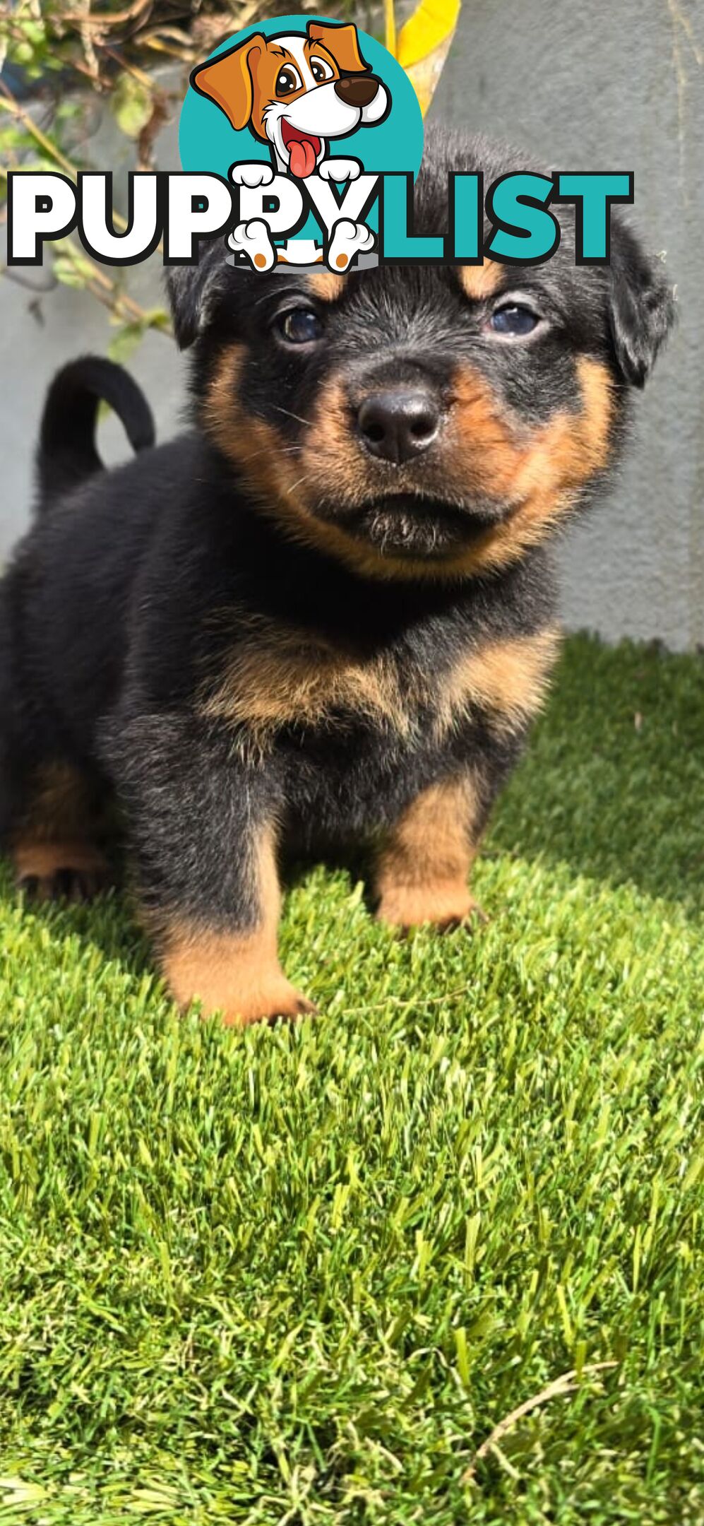 Purebred German Rottweiler Puppies( quality Rottweiler)