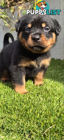 Purebred German Rottweiler Puppies( quality Rottweiler)