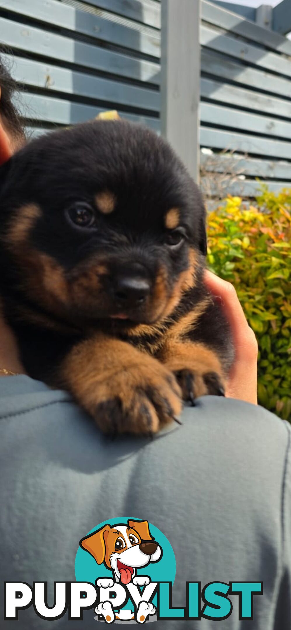 Purebred German Rottweiler Puppies( quality Rottweiler)