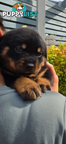 Purebred German Rottweiler Puppies( quality Rottweiler)