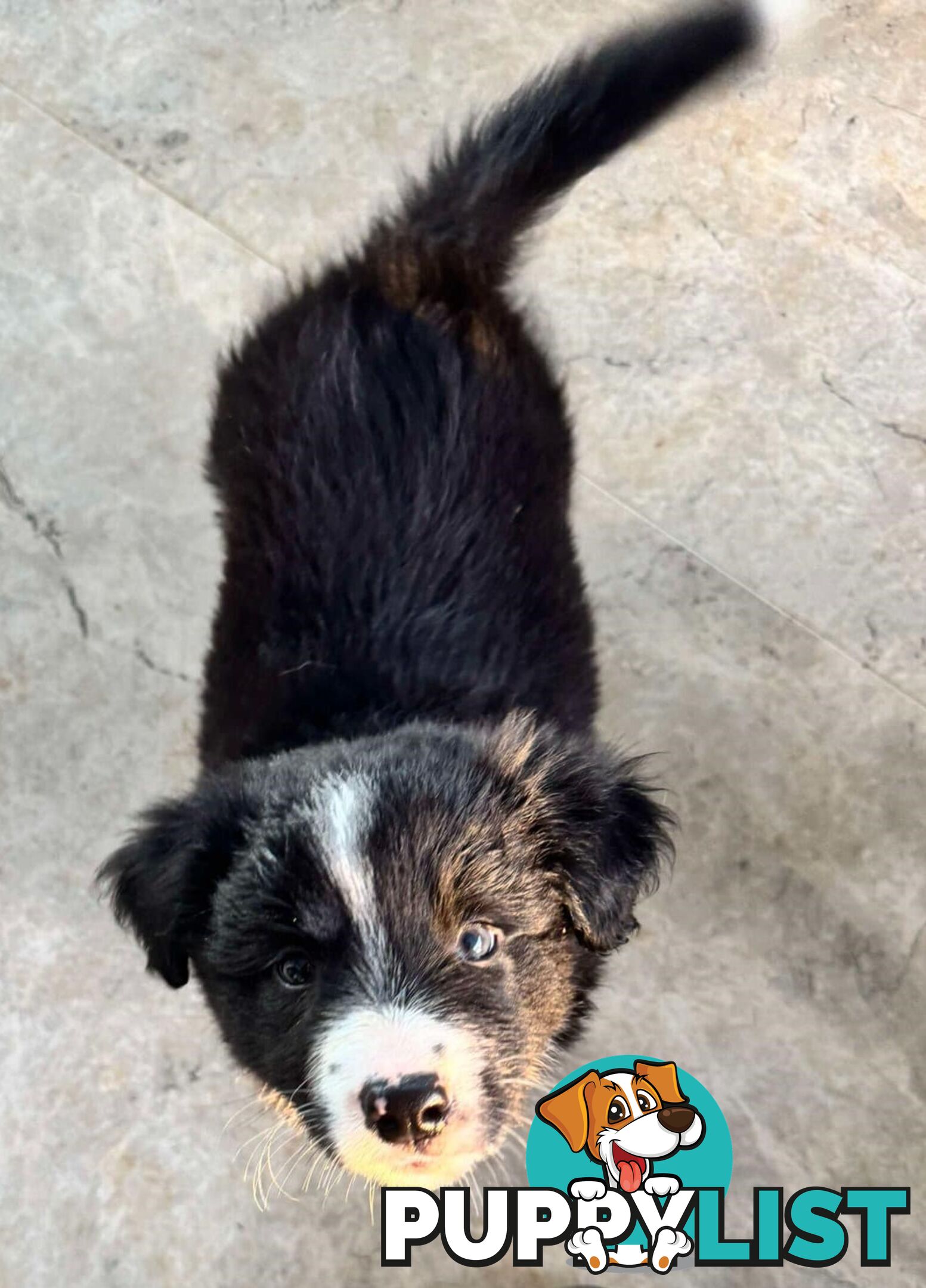 Border Collie Puppies