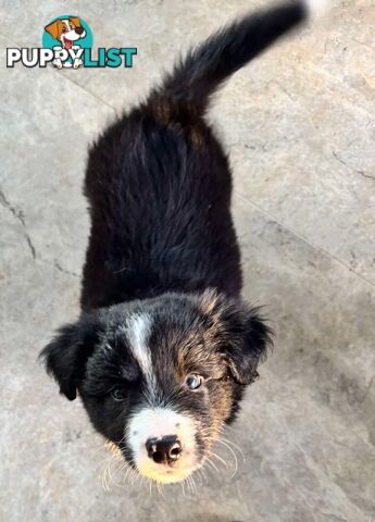 Border Collie Puppies