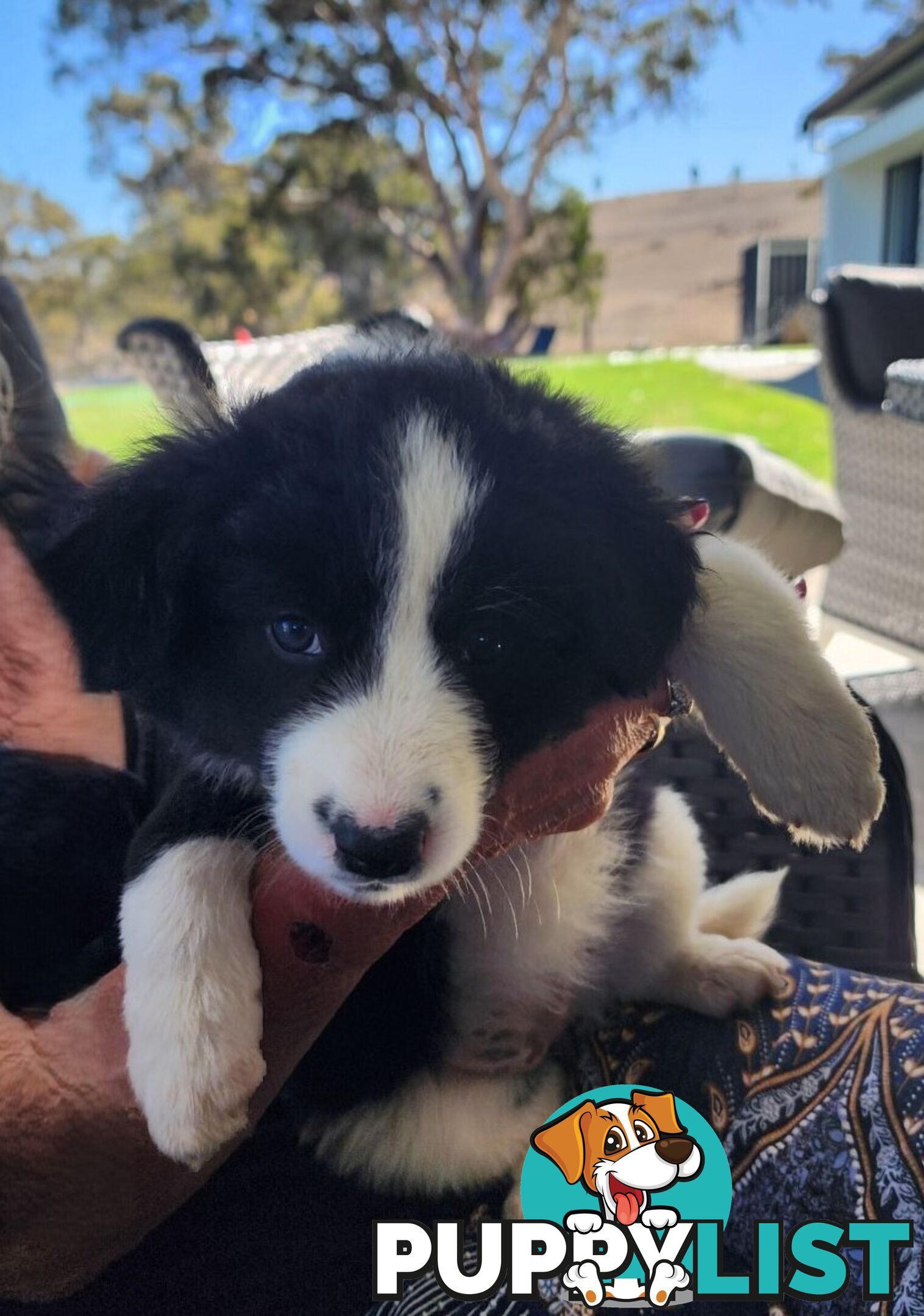 Border Collie Puppies