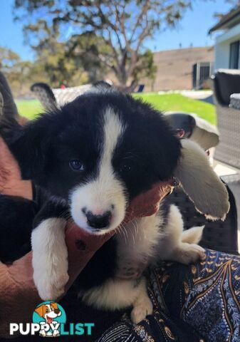 Border Collie Puppies