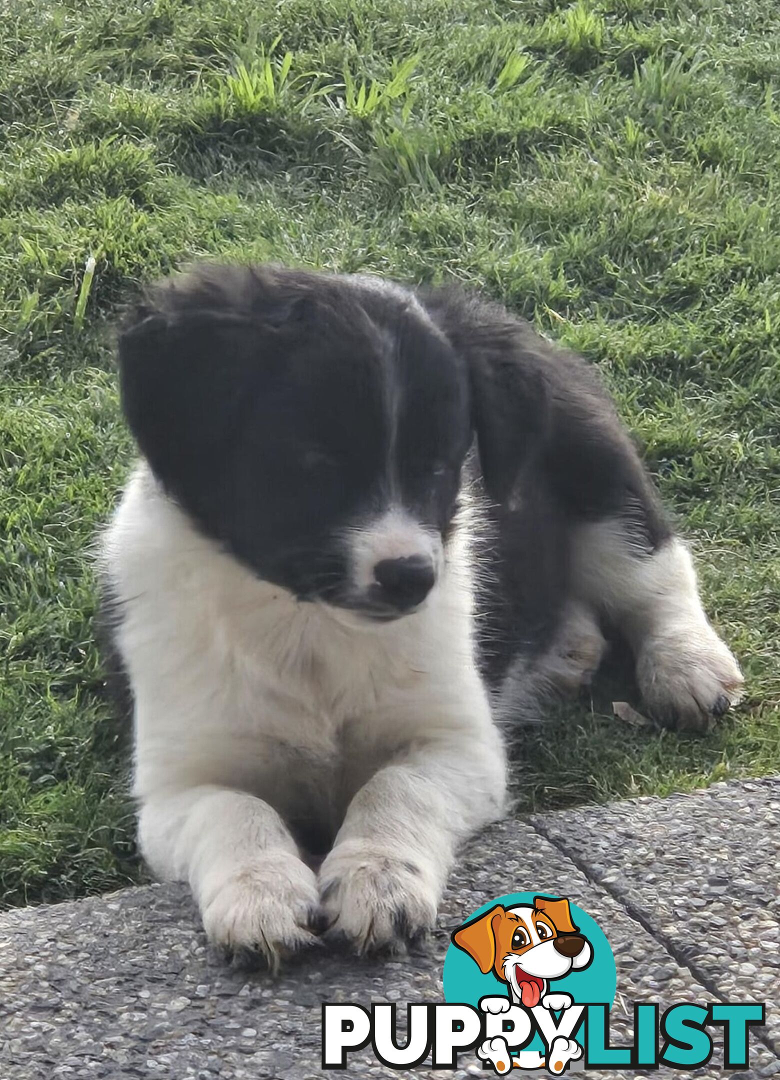 Border Collie Puppies