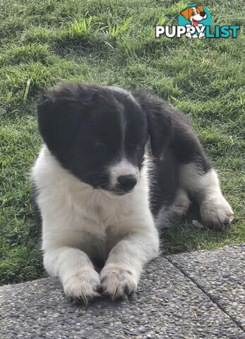 Border Collie Puppies