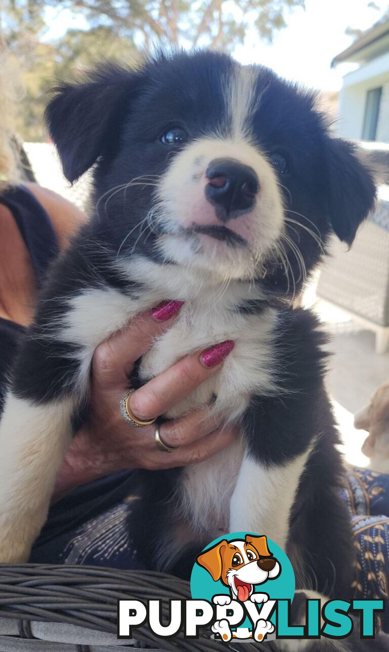 Border Collie Puppies