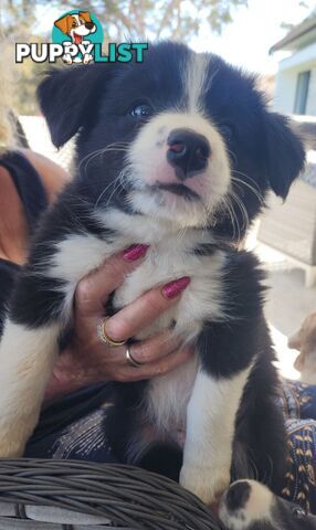 Border Collie Puppies