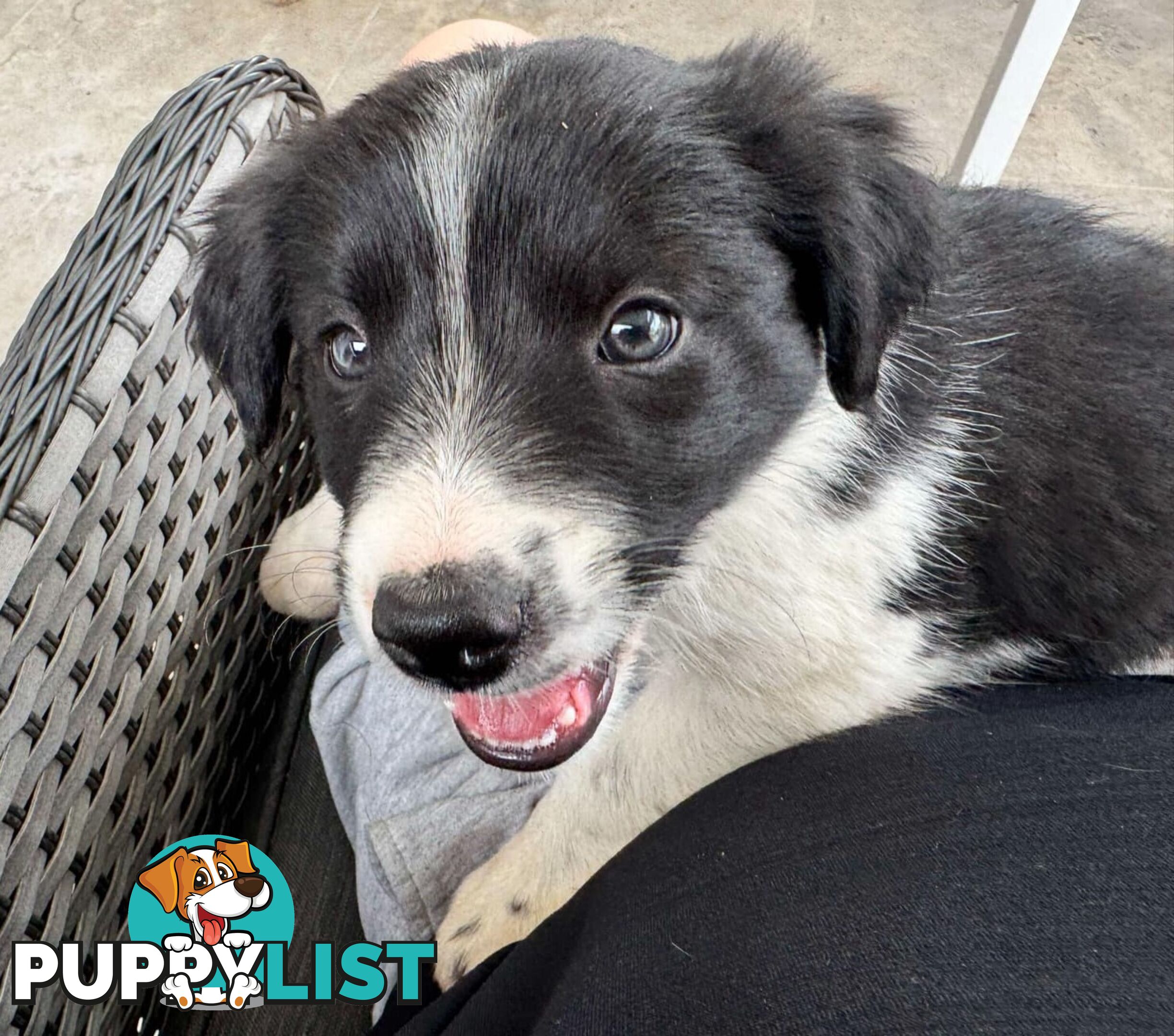 Border Collie Puppies