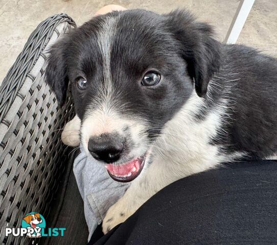 Border Collie Puppies