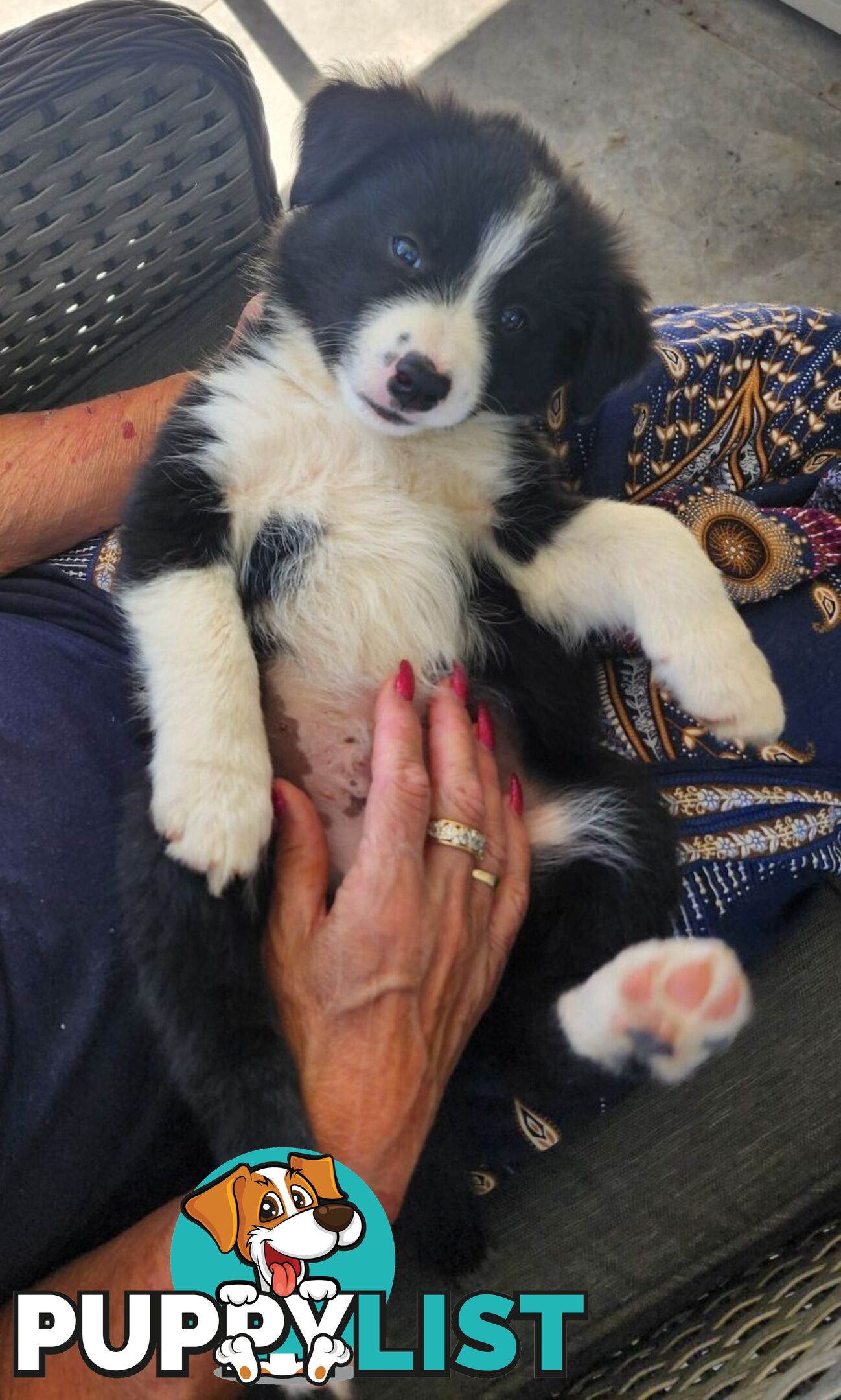 Border Collie Puppies