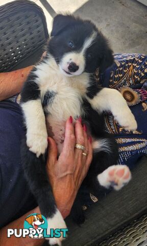 Border Collie Puppies