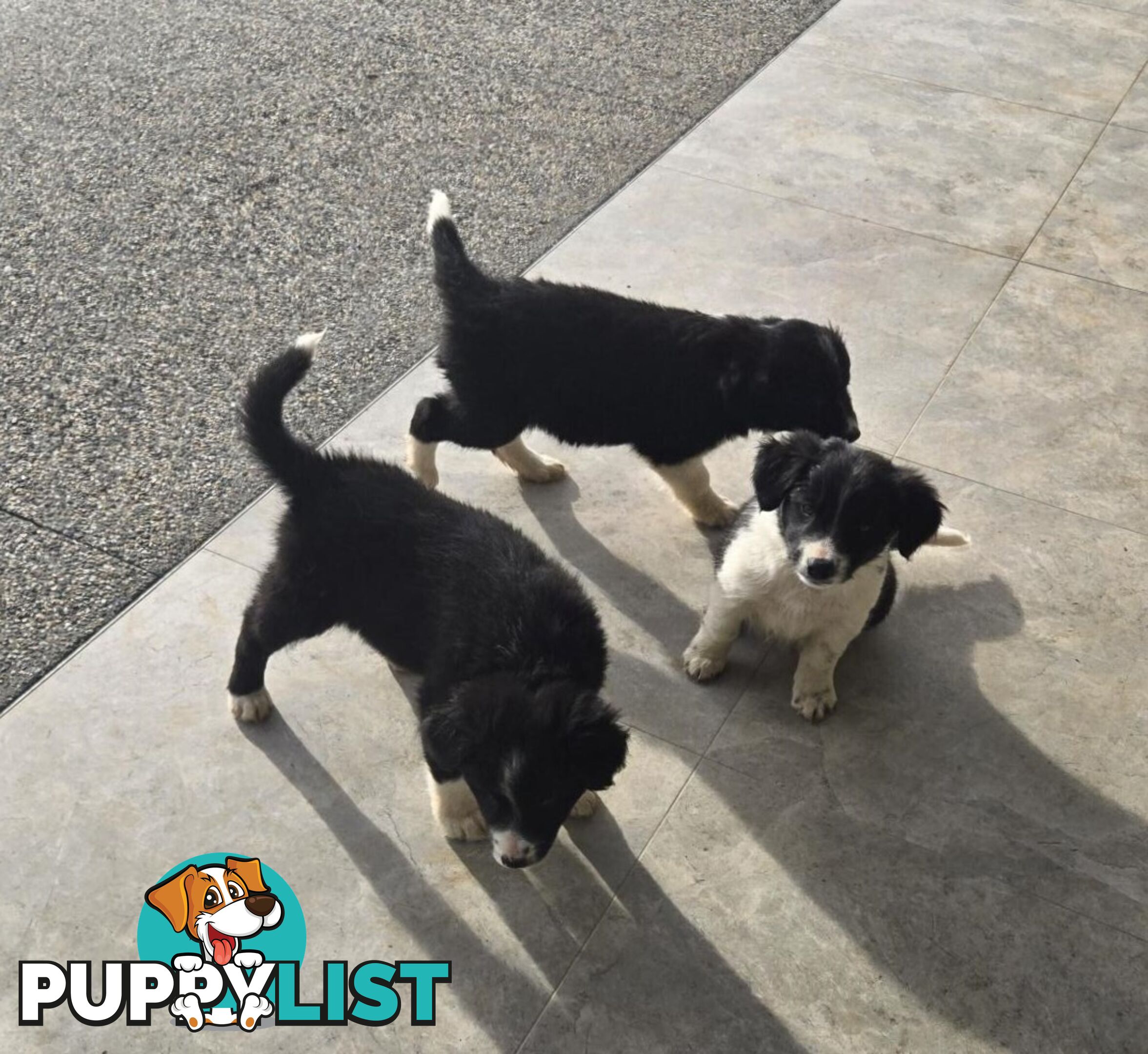 Border Collie Puppies