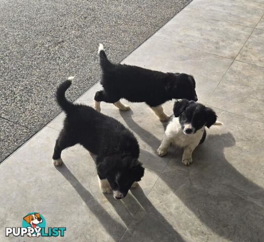 Border Collie Puppies