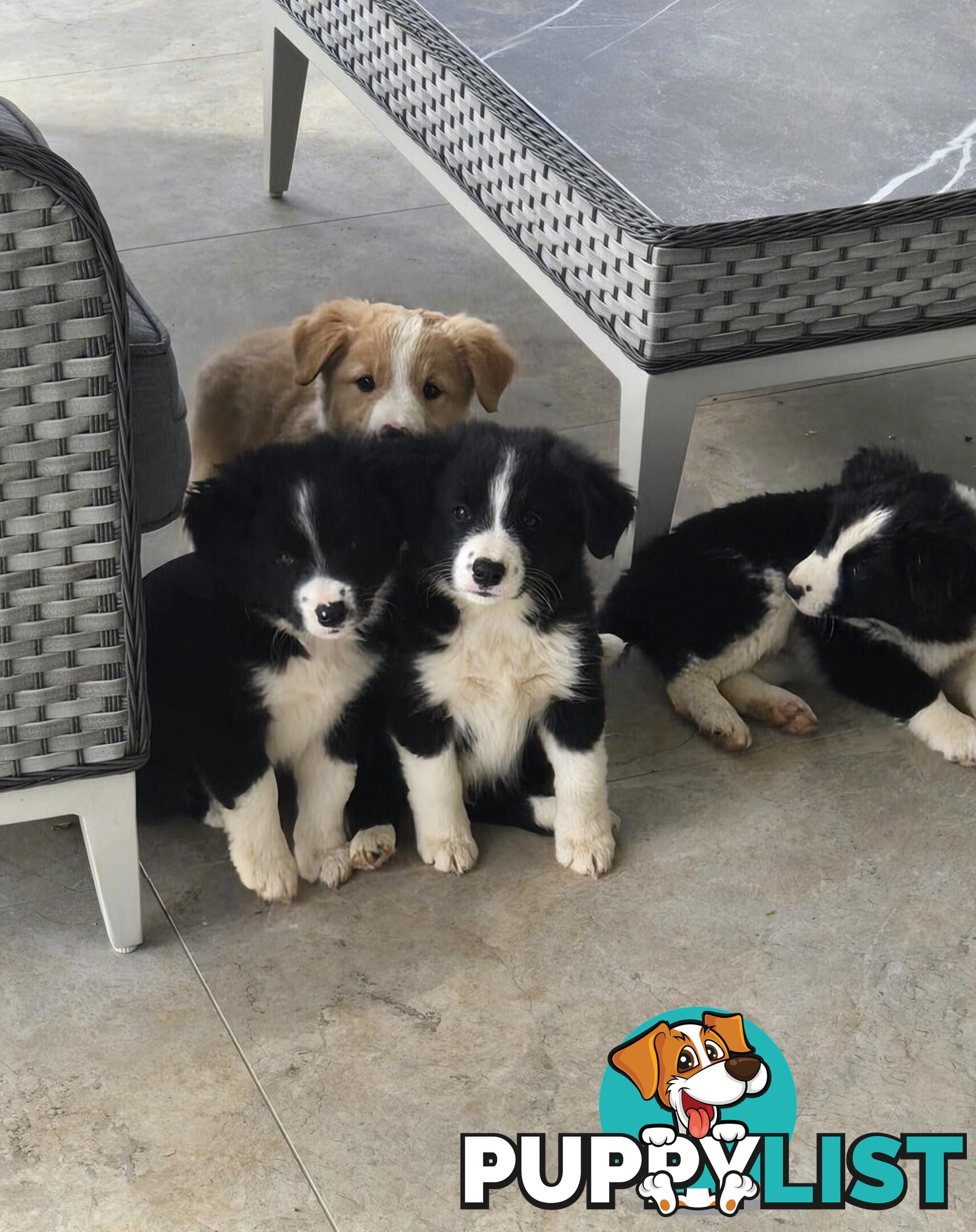 Border Collie Puppies