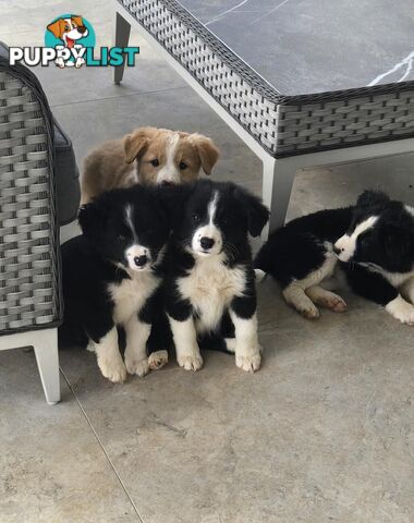 Border Collie Puppies