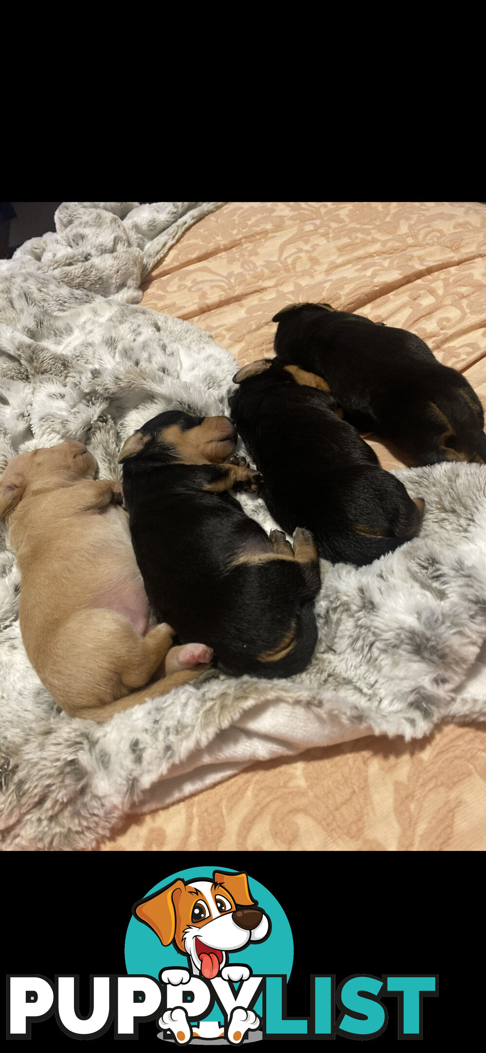 Mini dachshund