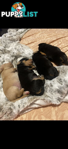 Mini dachshund