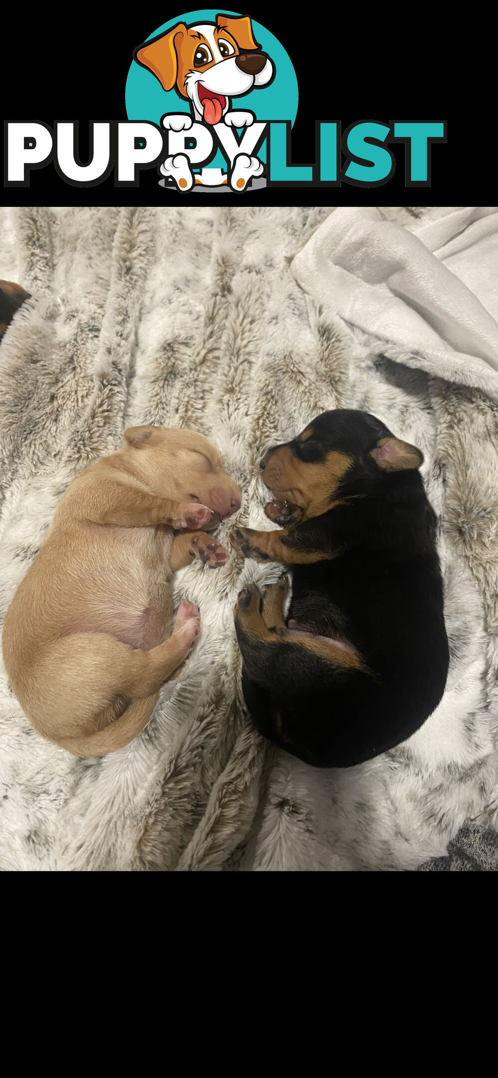 Mini dachshund