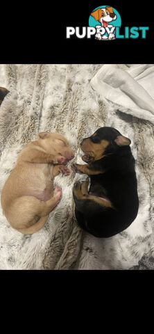 Mini dachshund