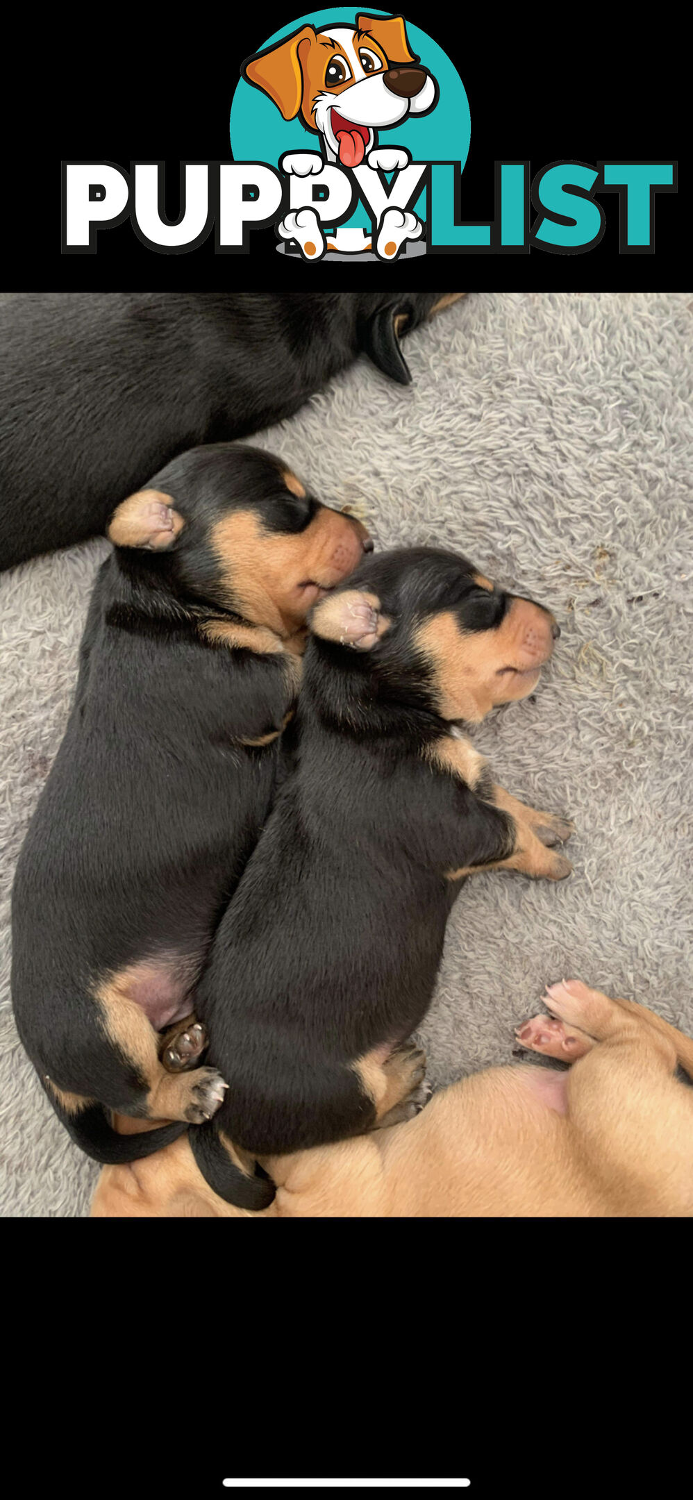 Mini dachshund