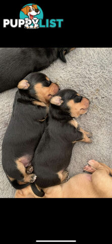 Mini dachshund