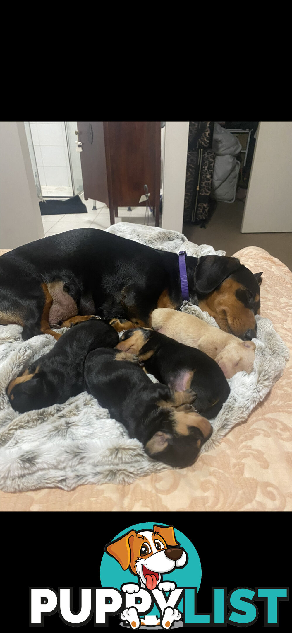 Mini dachshund