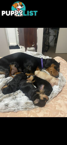 Mini dachshund