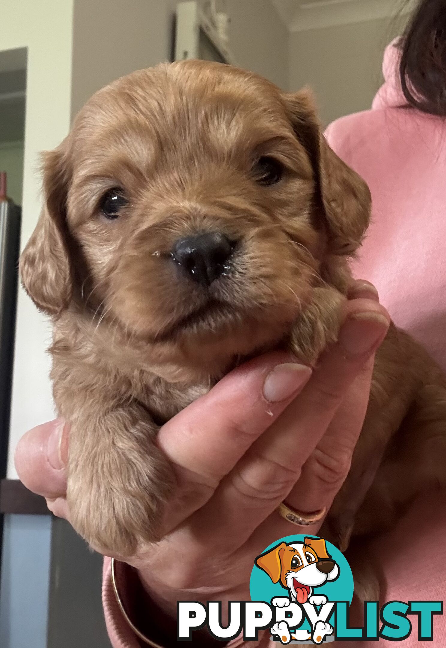 Toy Cavoodle Puppies