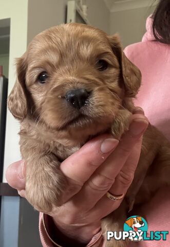 Toy Cavoodle Puppies