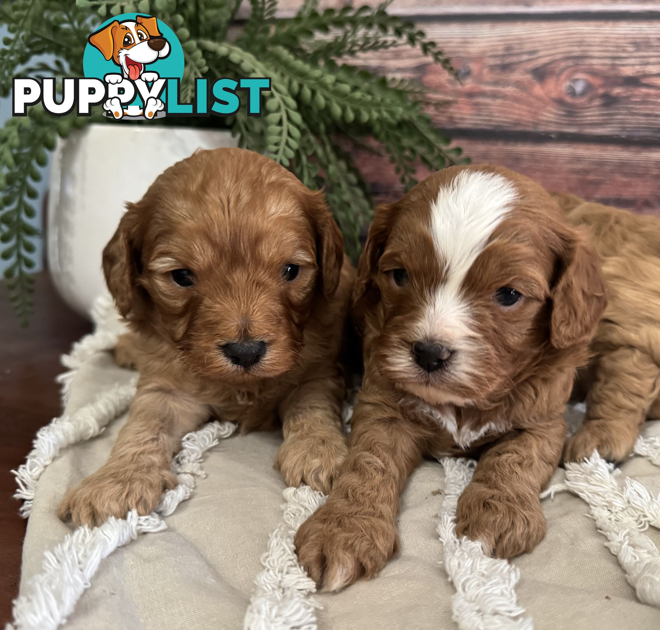 Toy Cavoodle Puppies
