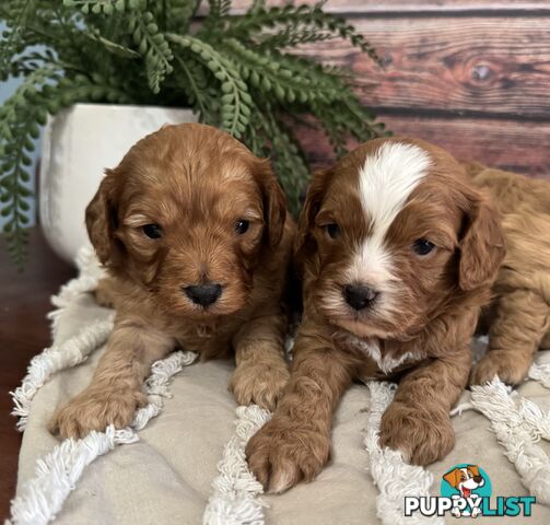 Toy Cavoodle Puppies