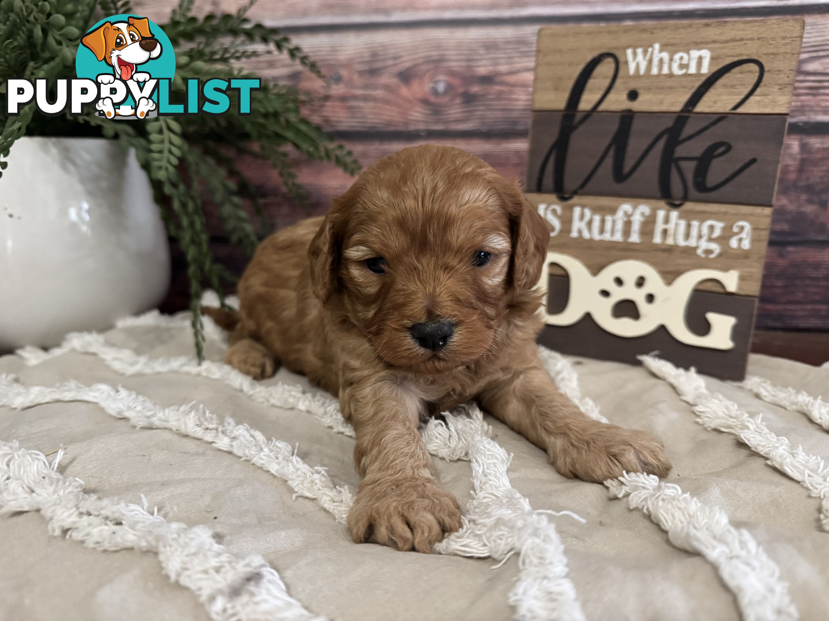 Toy Cavoodle Puppies