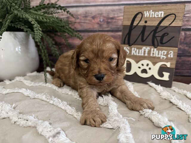 Toy Cavoodle Puppies