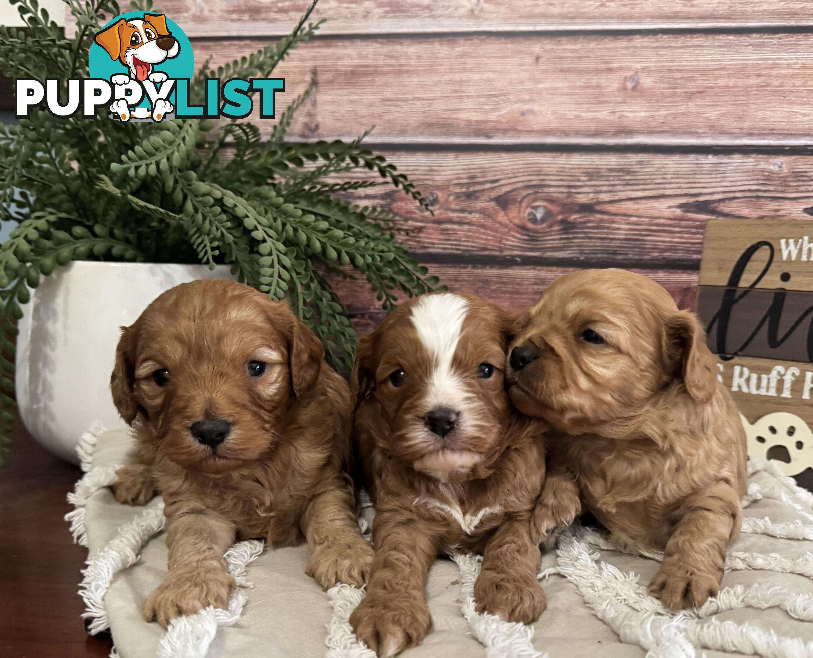 Toy Cavoodle Puppies