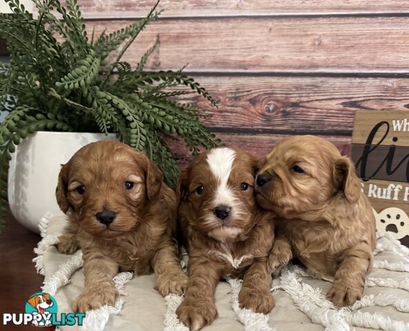 Toy Cavoodle Puppies