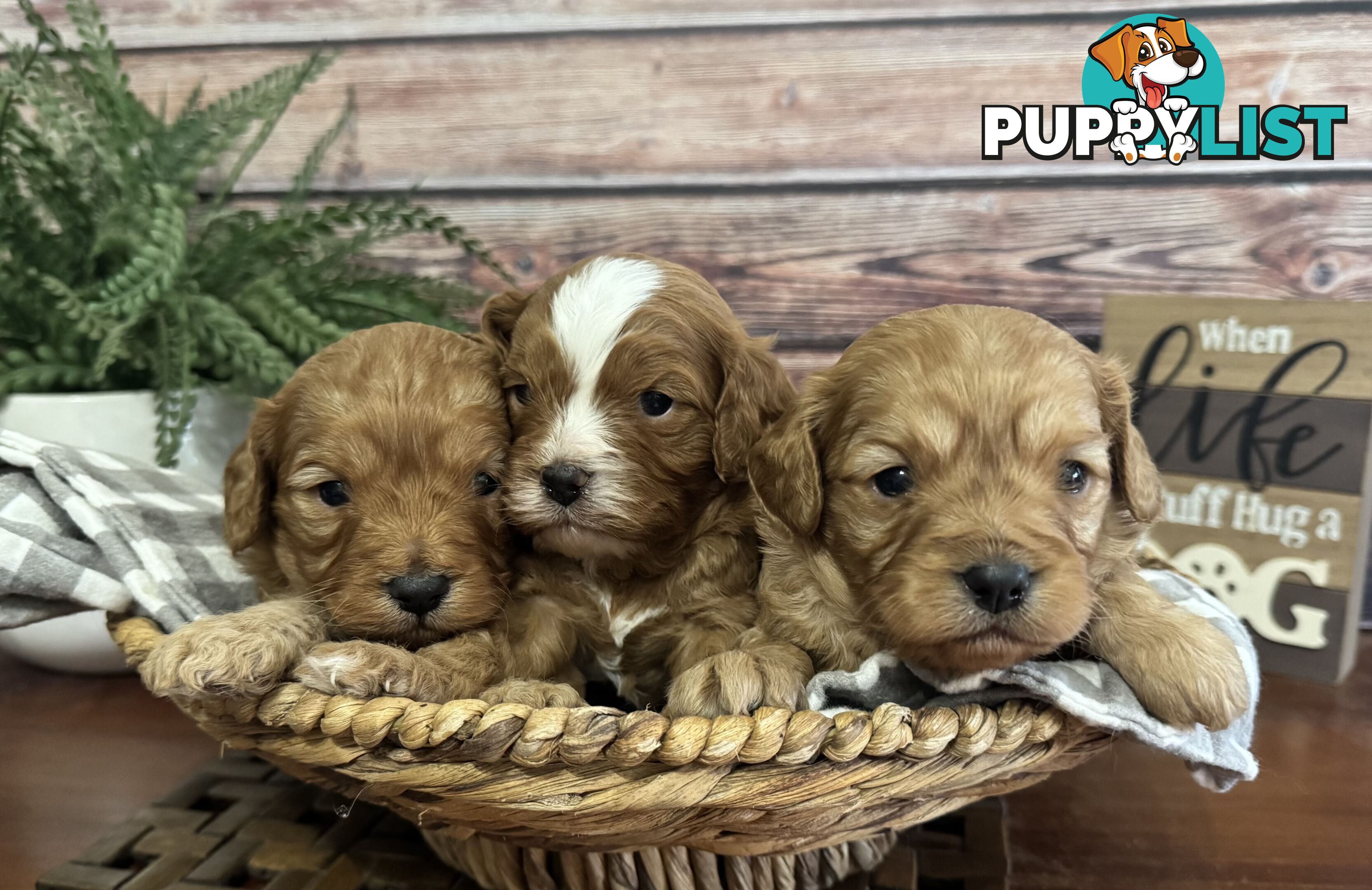 Toy Cavoodle Puppies