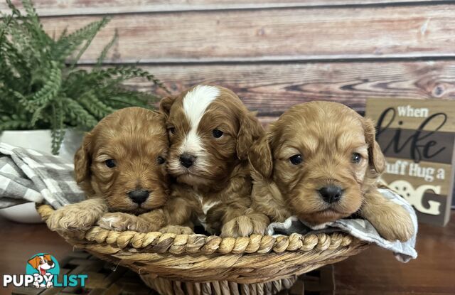 Toy Cavoodle Puppies