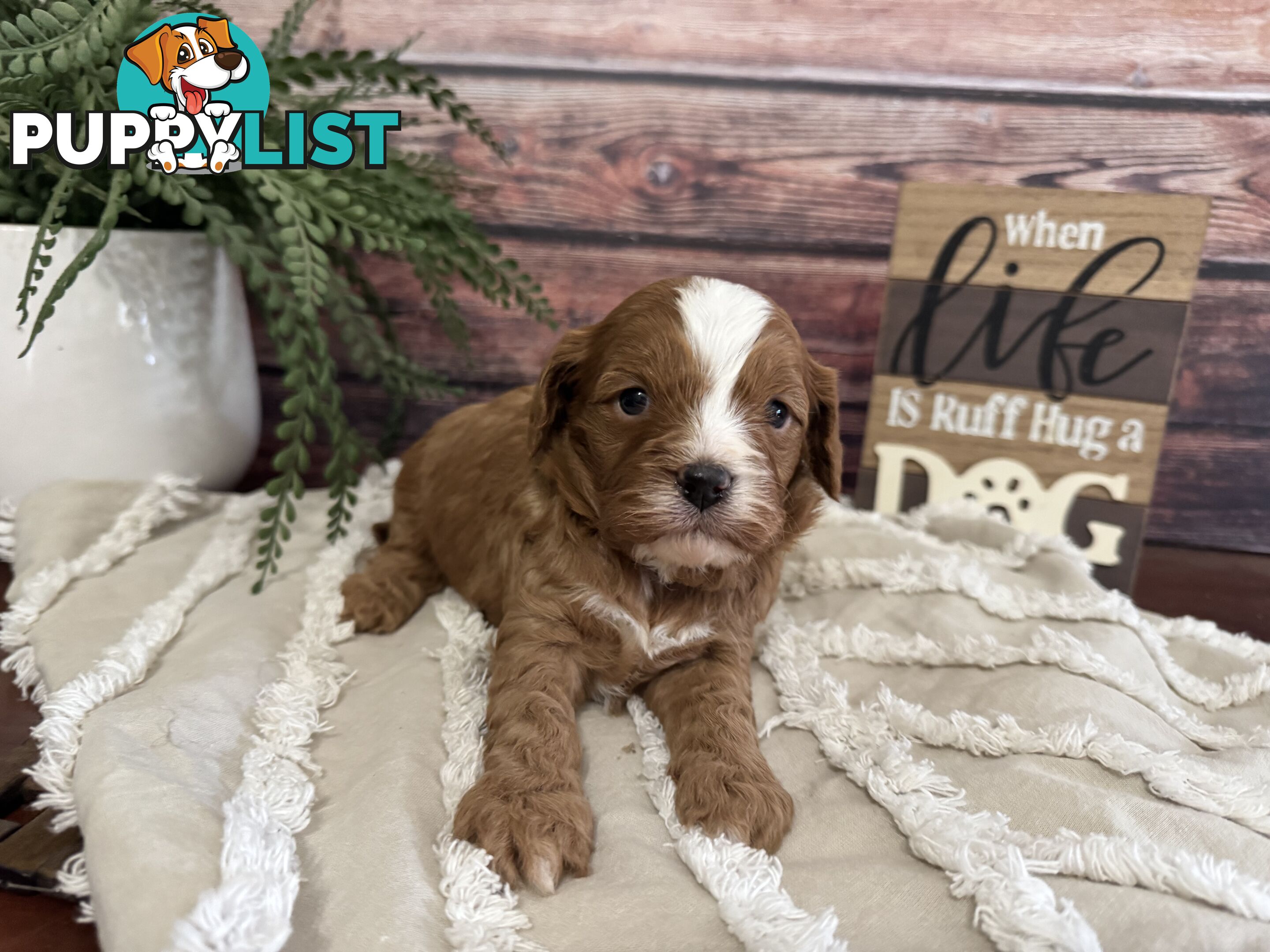 Toy Cavoodle Puppies