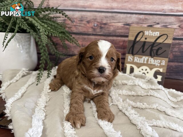 Toy Cavoodle Puppies
