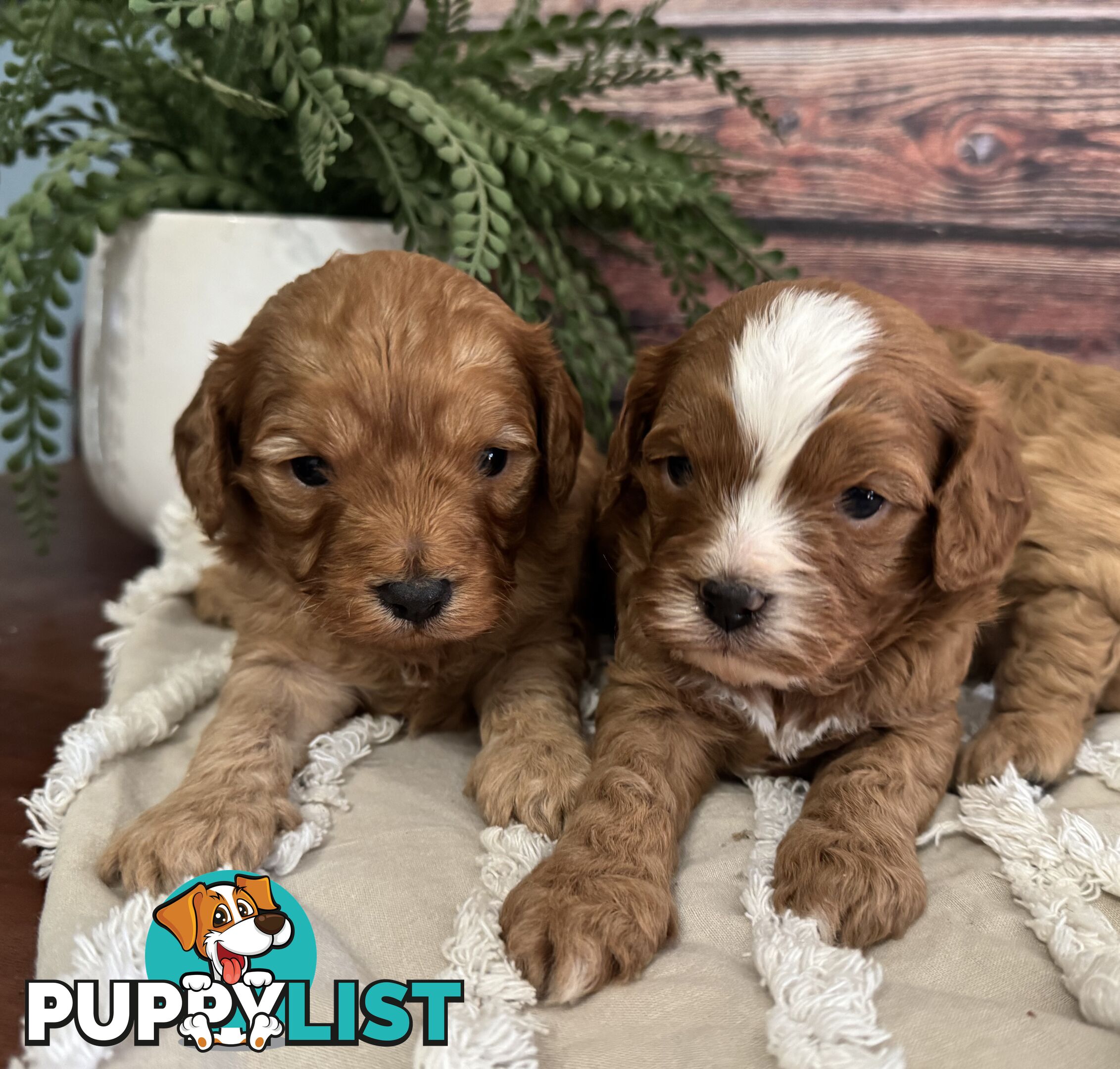 Toy Cavoodle Puppies
