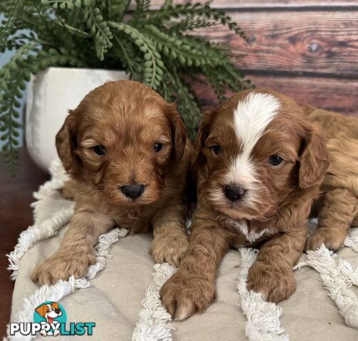 Toy Cavoodle Puppies