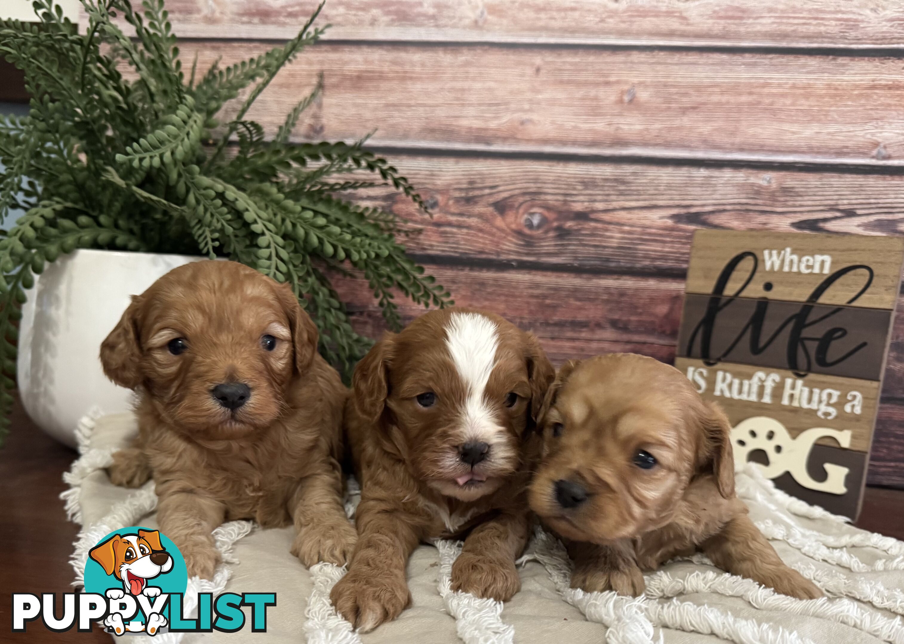 Toy Cavoodle Puppies